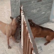 Attached picture fighting-dogs-dogs.gif