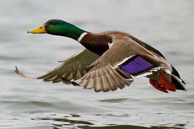 Attached picture ducks-Mallard.jpg